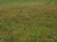 Eleocharis quinqueflora 9, Armbloemige waterbies, Saxifraga-Hans Boll