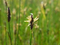 Eleocharis uniglumis 17, Slanke waterbies, Saxifraga-Ed Stikvoort