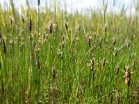 Eleocharis uniglumis 18, Slanke waterbies, Saxifraga-Ed Stikvoort