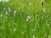 Eleocharis uniglumis 19, Slanke waterbies, Saxifraga-Ed Stikvoort