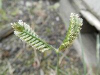 Eleusine tristachya 2, Saxifraga-Rutger Barendse