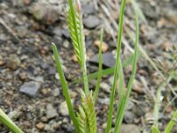 Eleusine tristachya 8, Saxifraga-Rutger Barendse