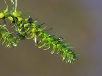 Elodea canadensis 2, Brede waterpest, Saxifraga-Peter Meininger