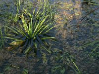 Elodea canadensis 3, Brede waterpest, Saxifraga-Hans Boll