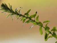 Elodea canadensis 4, Brede waterpest, Saxifraga-Peter Meininger