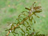 Elodea nuttallii 6, Smalle waterpest, Saxifraga-Peter Meininger