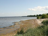 Elymus athericus 2, Zeekweek, Saxifraga-Hans Boll