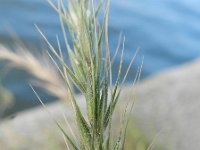 Elymus canadensis 2, Saxifraga-Rutger Barendse