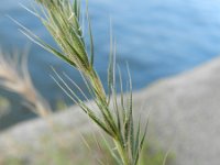 Elymus canadensis 3, Saxifraga-Rutger Barendse