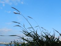 Elymus canadensis 5, Saxifraga-Rutger Barendse