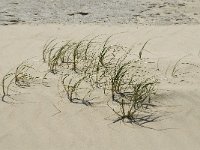 Elymus farctus 4, Biestarwegras, Saxifraga-Jan van der Straaten