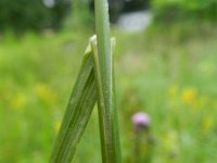 Elytrigia atherica 12, Zeekweek, Saxifraga-Rutger Barendse