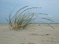 Elytrigia juncea 6, Biestarwegras, Saxifraga-Ed Stikvoort