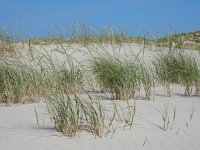 Elytrigia juncea 9, Biestarwegras, Saxifraga-Ed Stikvoort