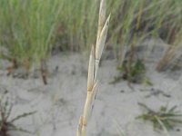 Elytrigia juncea ssp boreoatlantica 11, Biestarwegras, Saxifraga-Rutger Barendse