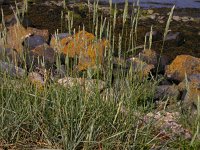 Elytrigia maritima 2, Zandkweek, Saxifraga-Peter Meininger