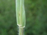 Elytrigia repens 9, Kweek, Saxifraga-Rutger Barendse