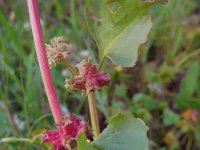 Emex spinosa 2, Saxifraga-Ed Stikvoort