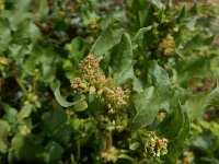 Emex spinosa 6, Saxifraga-Peter Meininger