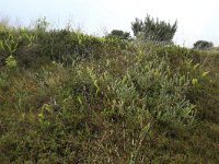 Empetrum nigrum 34, Kraaihei, Saxifraga-Hans Boll