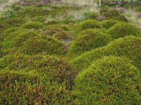 Empetrum nigrum 37, Kraaihei, Saxifraga-Hans Dekker