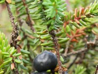 Empetrum nigrum 7, Kraaihei, Saxifraga-Hans Dekker