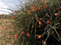 Ephedra foeminea 4, Saxifraga-Ed Stikvoort