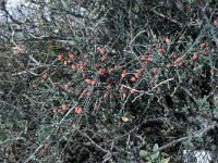 Ephedra foeminea 8, Saxifraga-Jan van der Straaten