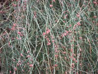 Ephedra fragilis 3, Saxifraga-Jasenka Topic