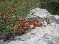 Ephedra fragilis 5, Saxifraga-Jasenka Topic