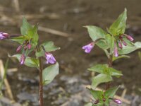 Epilobium alsinifolium 7, Saxifraga-Willem van Kruijsbergen