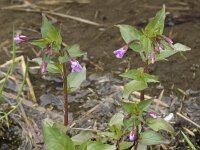 Epilobium alsinifolium 8, Saxifraga-Willem van Kruijsbergen