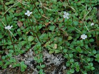 Epilobium anagallidifolium 2, Saxifraga-Willem van Kruijsbergen