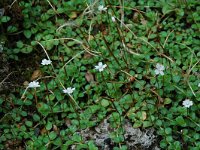 Epilobium anagallidifolium 4, Saxifraga-Willem van Kruijsbergen