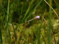 Epilobium anagallidifolium 5, Saxifraga-Dirk Hilbers