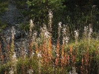 Epilobium angustifolium 11, Wilgenroosje, Saxifraga-Jan van der Straaten