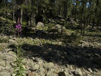 Epilobium angustifolium 12, Wilgenroosje, Saxifraga-Jan van der Straaten