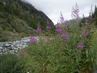 Epilobium angustifolium 17, Wilgenroosje, Saxifraga-Willem van Kruijsbergen