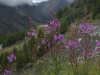 Epilobium angustifolium 19, Wilgenroosje, Saxifraga-Willem van Kruijsbergen