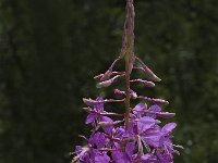 Epilobium angustifolium 2, Wilgenroosje, Saxifraga-Jan van der Straaten