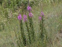 Epilobium angustifolium 21, Wilgenroosje, Saxifraga-Peter Meininger