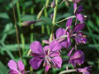 Epilobium angustifolium 25, Wilgenroosje, Saxifraga-Ed Stikvoort