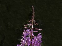 Epilobium angustifolium 3, Wilgenroosje, Saxifraga-Jan van der Straaten