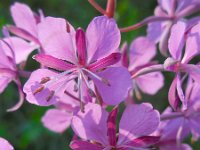 Epilobium angustifolium 32, Wilgenroosje, Saxifraga-Ed Stikvoort