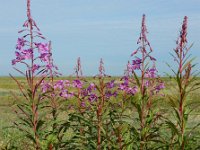 Epilobium angustifolium 36, Wilgenroosje, Saxifraga-Ed Stikvoort