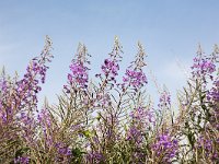 Wilgenroosje  Chamerion angustifolium; Epilobium angustifolium. : Growth, Natural beauty, Summertime