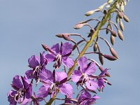 Wilgenroosje  Chamerion angustifolium; Epilobium angustifolium. : Growth, Natural beauty, Summertime