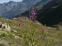 Epilobium angustifolium 6, Wilgenroosje, Saxifraga-Jan van der Straaten