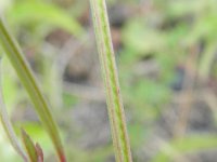 Epilobium brachycarpum 4, Saxifraga-Rutger Barendse