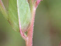 Epilobium ciliatum 2, Beklierde basterdwederik, Saxifraga-Rutger Barendse